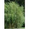 Bamboo Chusquea couleou