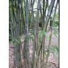 Bamboo Bashania fargesii