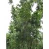 Bamboo Bashania fargesii