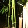 Bamboo Chimono. tumidissinoda