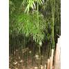Bamboo Chimono. tumidissinoda