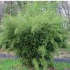 Bamboo Fargesia robusta 'Pingwu'