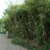 Bamboo Fargesia robusta 'Pingwu'