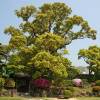 Camphor Tree