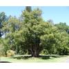 Camphor Tree