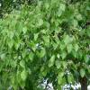 Camphor Tree