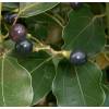 Camphor Tree