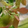 Camphor Tree