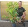 Camphor Tree
