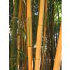 Bamboo Phyllostachys b. Castillonis