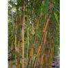 Bamboo Phyllostachys b. Castillonis