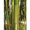 Bamboo Phyllostachys b. C. inversa