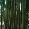 Bamboo Phyllostachys b. C. inversa