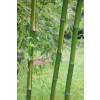 Bamboo Phyllostachys b. C. inversa