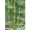 Bamboo Phyllostachys b. C. inversa