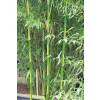 Bamboo Phyllostachys b. C. inversa