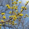 Dogwood, Japanese cornel