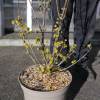 Dogwood, Japanese cornel