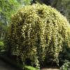 Rose Lady Banks' Lutea