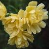 Rose Lady Banks' Lutea