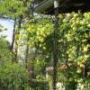 Rose Lady Banks' Lutea