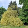 Rose Lady Banks' Lutea