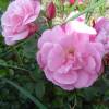 Rose 'Old Blush'