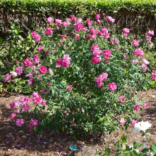 Rose 'Old Blush' : buy Rose 'Old Blush' / Rosa Old Blush