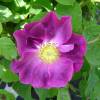 Rose 'Violacea'