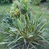 Yucca, Bright Edge