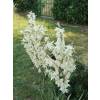 Yucca, Bright Edge