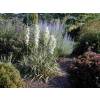 Yucca, Bright Edge