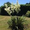 Yucca, Bright Edge