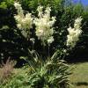 Yucca, Bright Edge