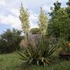 Yucca, Bright Edge