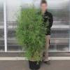 Bamboo Fargesia angustissima
