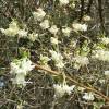 Honeysuckle, shrubby