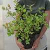 Honeysuckle, shrubby