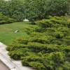 Juniper, Chinese hybrid 'Pfitzeriana Aurea'