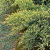 Juniper, Chinese hybrid 'Pfitzeriana Aurea'