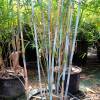 Bamboo Fargesia papyrifera blue