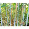 Bamboo Fargesia papyrifera blue