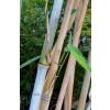 Bamboo Fargesia papyrifera blue