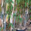 Bamboo Fargesia papyrifera blue