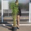 Bamboo Fargesia papyrifera blue