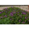 Geranium, Tiny Monster