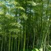 Bamboo Moso