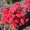 Azalea 'Hino Crimson'