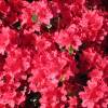 Azalea 'Hino Crimson'