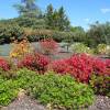 Azalea 'Hino Crimson'